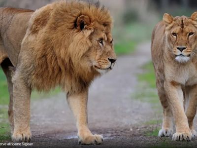 La Réserve Africaine de Sigean